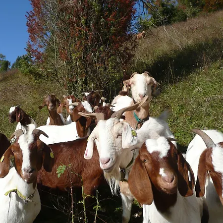 Akzent Hoehenblick 酒店